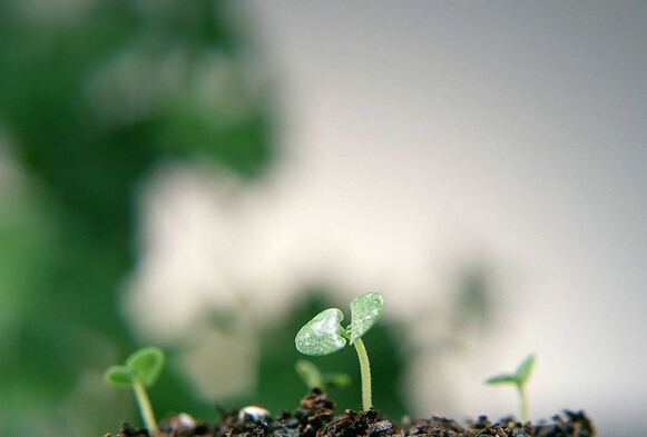 植物类原料生产碳粉以降低二氧化碳的排放